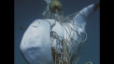 Dead Shark killed in shark nets, entangled.