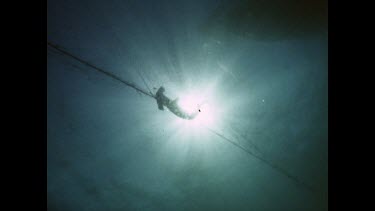 Eerie shot of hammerhead silhouetted against shaft of light, caught in shark nets