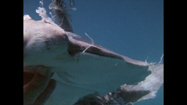 Dead, decaying hammerhead shark caught in shark nets