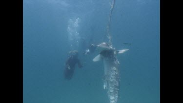 Valerie and Ron Taylor with decaying hammerhead caught in shark nets. Filming.