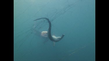 Valerie filming hammerhead caught in shark nets.