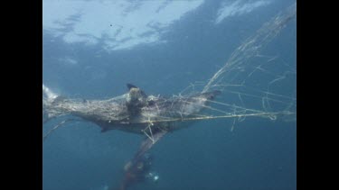 Valerie Taylor filming baby great white shark caught in shark nets