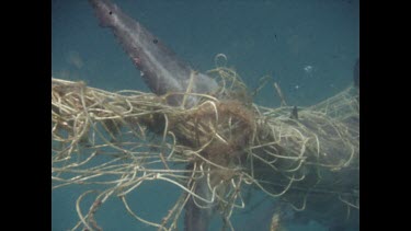 Valerie Taylor filming baby great white shark caught in shark nets