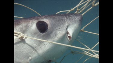 Baby White shark caught in shark net, jaws wide open, struggling to breathe.