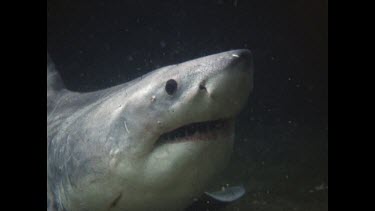 Young white shark freed from shark nets, struggles to breathe in the aquarium tank. It later died.