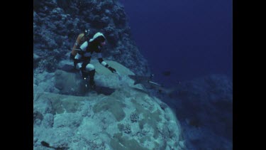 Valerie Taylor attracting white tip reef shark with bait.