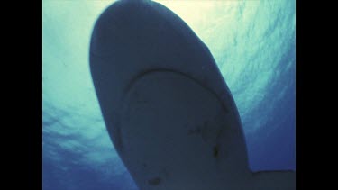 Low Angle. Shark swims over camera.