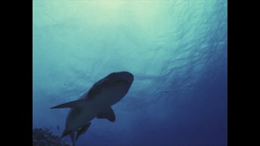 Low Angle. Shark swims over camera.