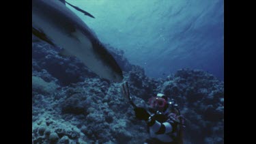 Valerie Taylor hand feeding reef sharks. They come close in spite of striped suit. When they are used to it, the pattern is no longer a deterrent.