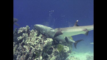 White tipped reef shark feeding on tuna