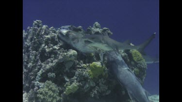 White tipped reef shark feeding. Start of a feeding frenzy.