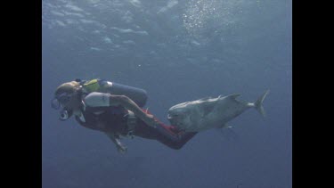 Scuba diver bringing in more bait to wire to rock to attract reef sharks.