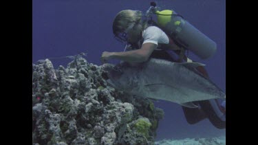 Scuba diver attaching bait to rock to attract reef sharks.