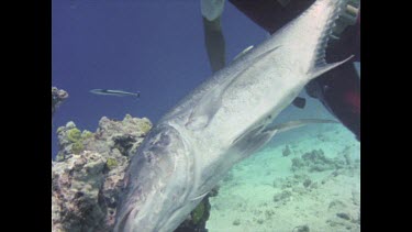 Scuba diver attaching bait to rock to attract reef sharks.