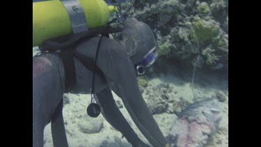 Valerie Taylor in wire mesh suit stabbing bait in order to release blood to attract sharks.