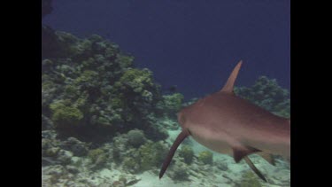 Black tipped reef shark swimming past camera