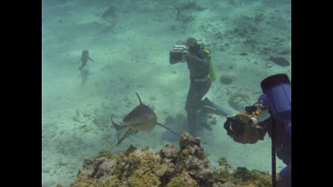 Black tipped reef shark swimming past camera, circling Valerie Taylor in wire mesh suit.