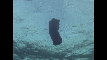 Valerie Taylor in shark screen bag