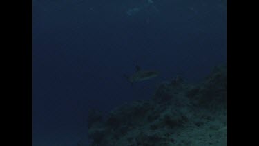 White Tip swims past Valerie Taylor in shark screen bag