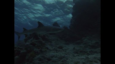 White Tip swims past Valerie Taylor in shark screen bag