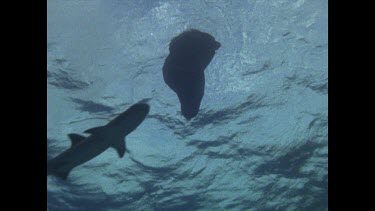 Valerie Taylor in shark screen bag