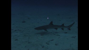 White Tip swims on ocean floor