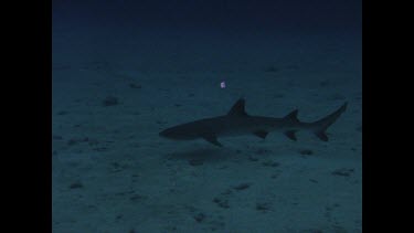 White Tip swims on ocean floor