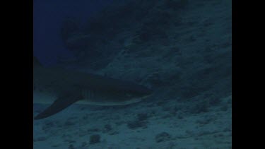 White Tip swims on ocean floor