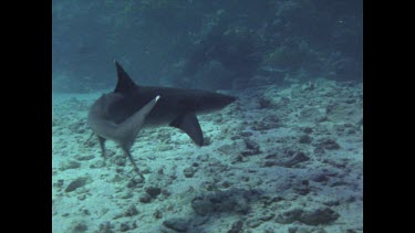 White Tip swimming around bait box