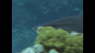 White Tip swimming overhead