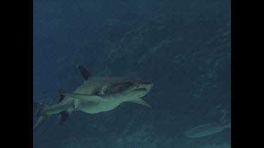 White Tip reef shark swimming