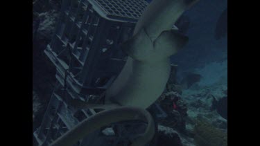 White Tip swimming around bait box