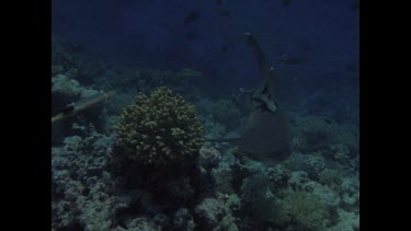 White Tip Reef shark, with divers and electric sticks test