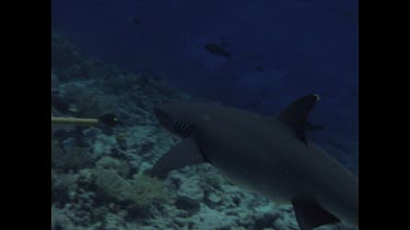 White Tip Reef shark, with divers and electric sticks test