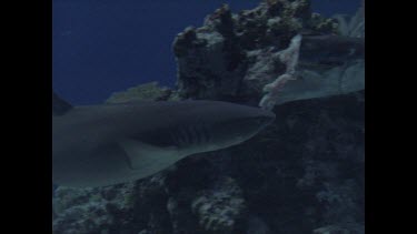 White Tip swims past bait