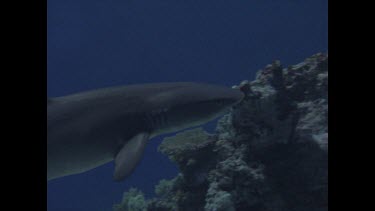 White Tip swims past bait