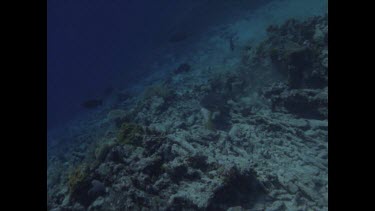 White Tip Reef Shark eating parrot fish