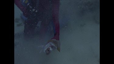 Valerie Taylor looking at half eaten parrot fish, pan over to two white tips swimming