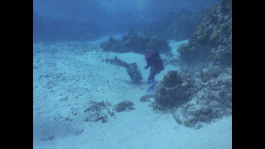 Valerie and Ron shooting White Tip reef Shark