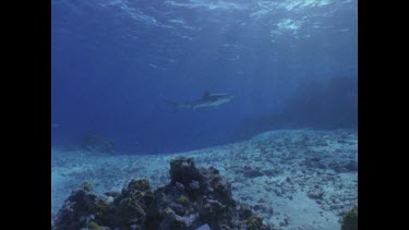 White Tip swimming through water - light filtering down