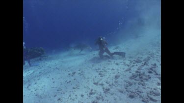 Valerie and Ron shooting White Tip reef Shark