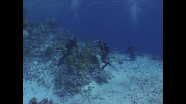 Divers with cameras and sharks in background