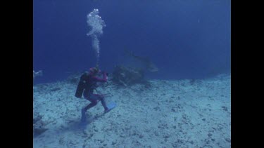 Valerie and Ron shooting White Tip reef Shark