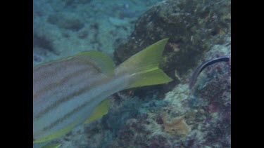 Hussar with cleaner Wrasse which goes away