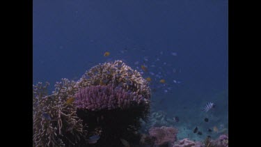 Colourful reef - two coral and diffeerent fish