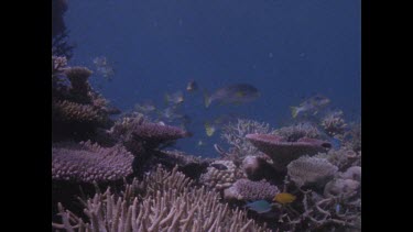 Line Sweetlip swimming amongst coral