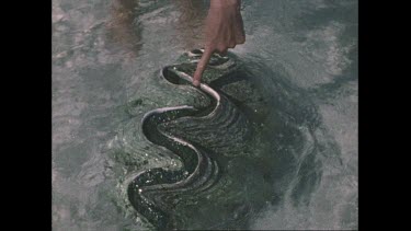 Valerie Taylor with giant clam