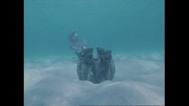 Valerie Taylor with giant clam