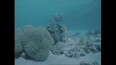 Valerie Taylor with giant clam