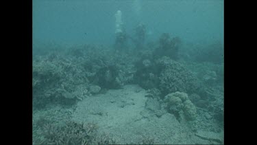 Ron and Valerie Taylor with giant clams